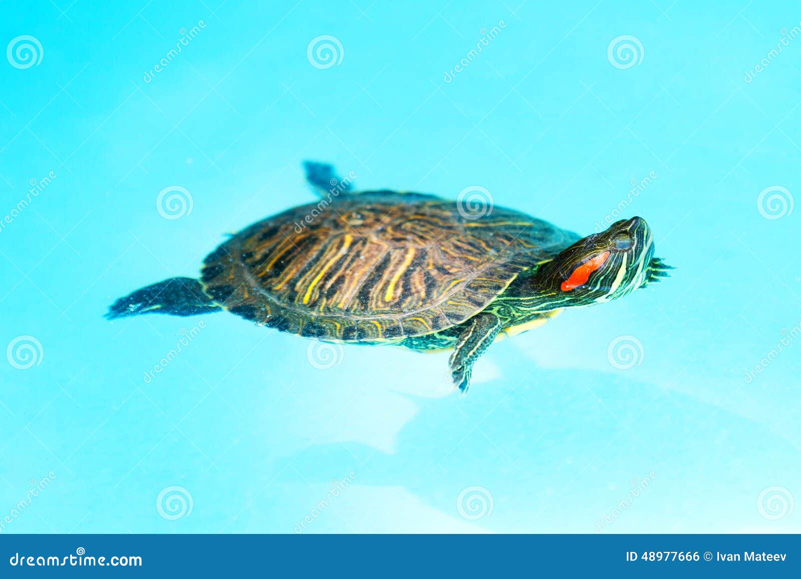 Swimming Turtle stock photo. Image of 1000019377, turtles 48977666