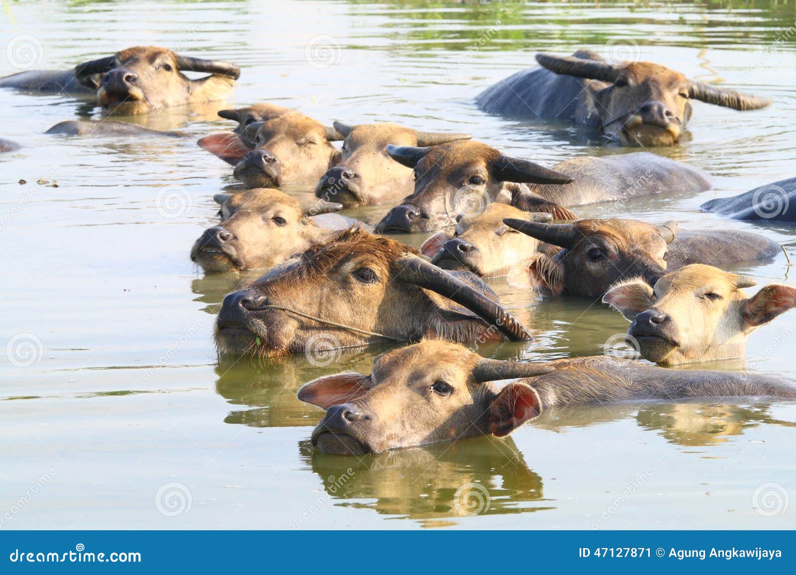 Swimming Water Buffaloes stock image. Image of tusk, cattle 47127871