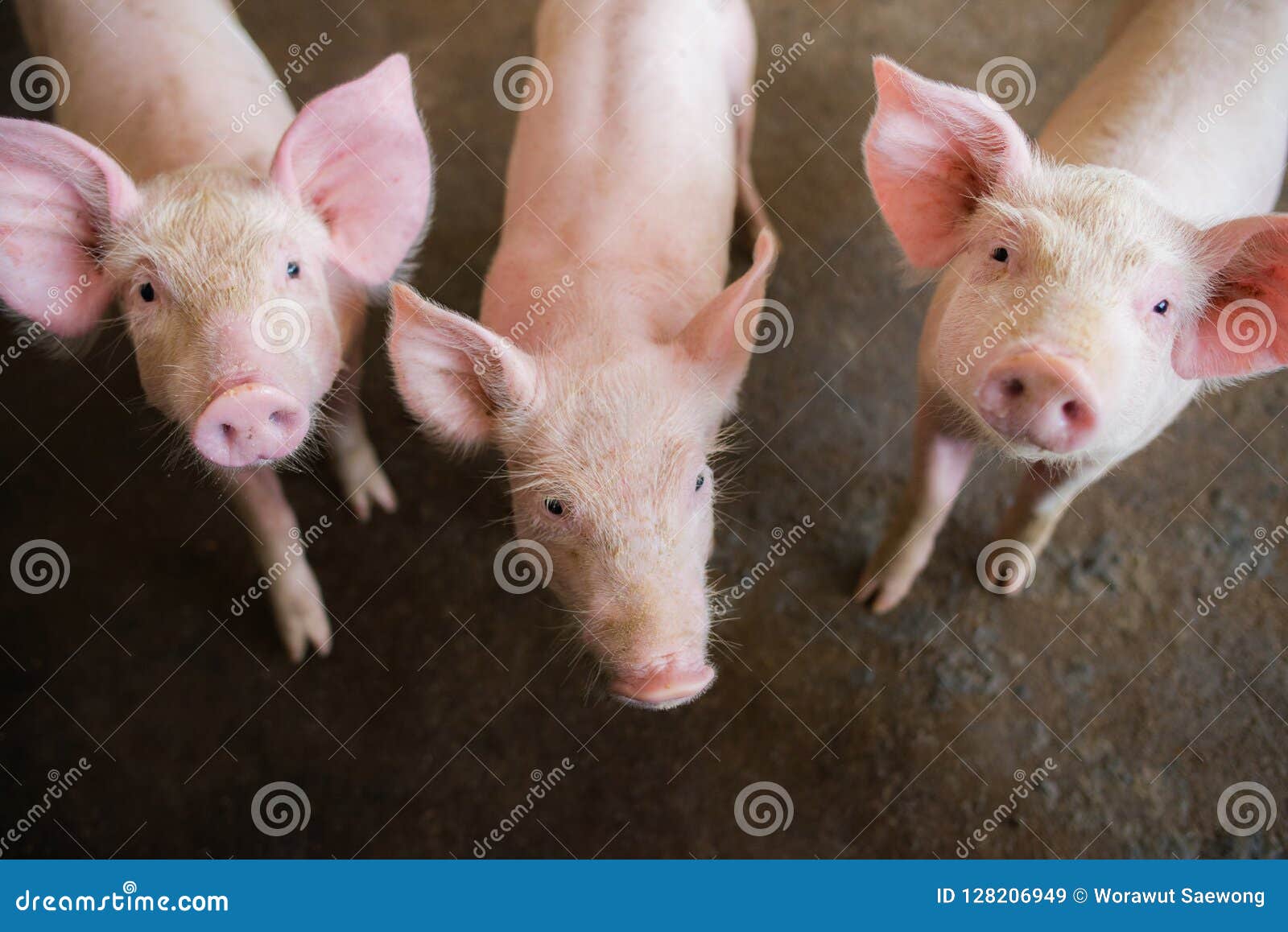 swine at the farm. meat industry. pig farming to meet the growing demand for meat in thailand and international.