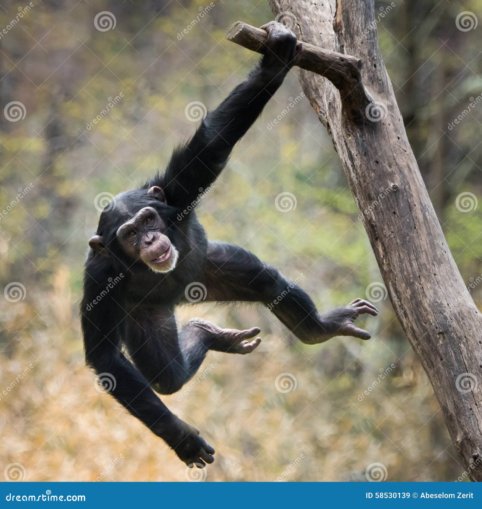 swinging chimp viii