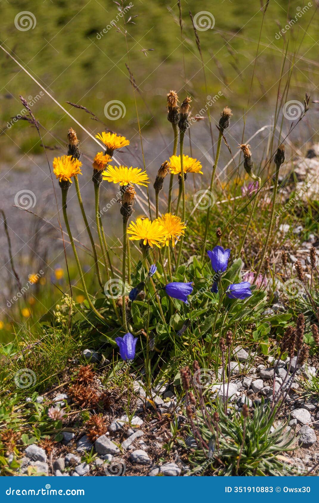 swiss alpine view with a flower kulbaba autumn-leontodon autumnalis - on a grass field in the mountains. as a background