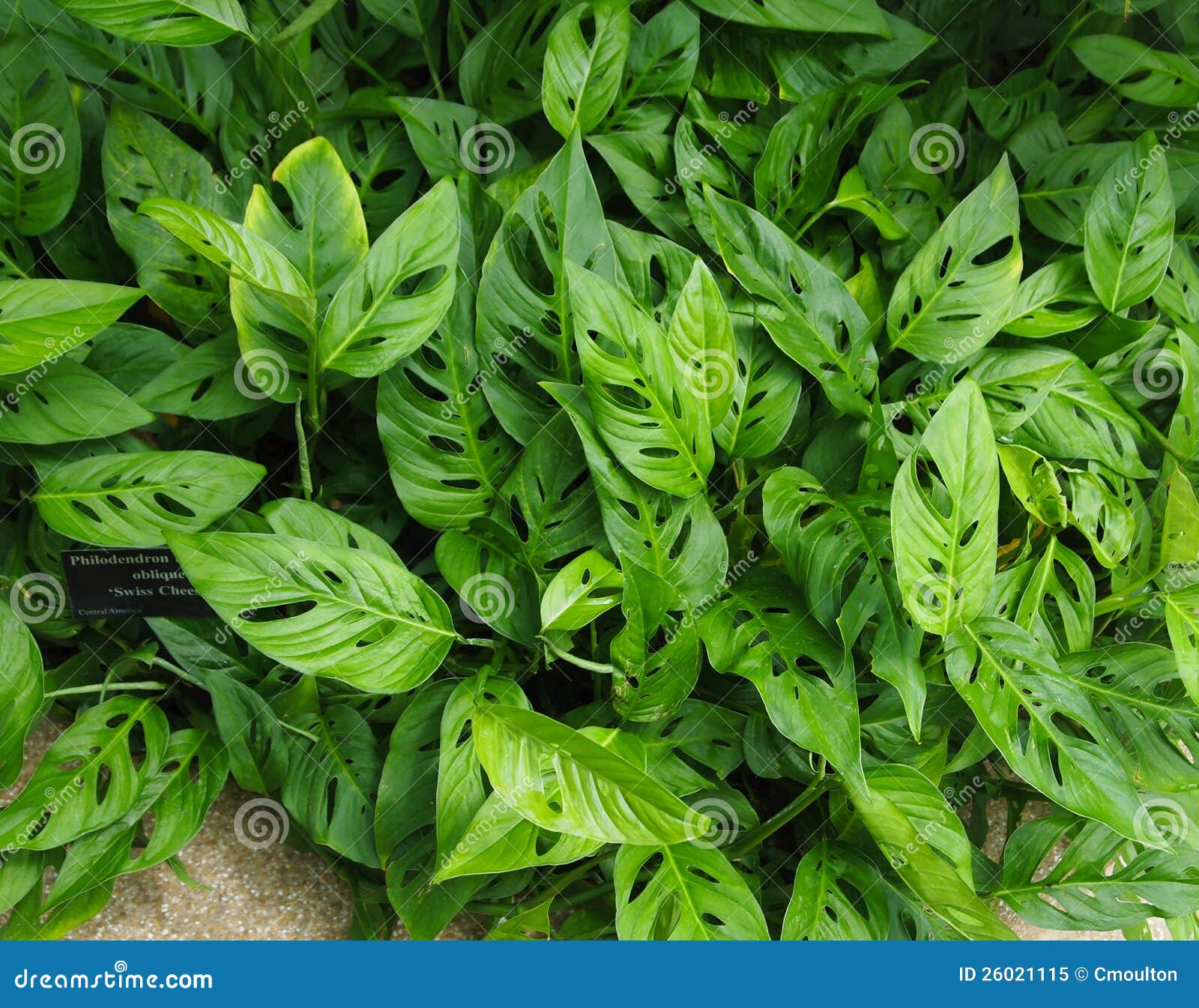 Swiss Cheese Philodendron stock image. Image of holes 26021115