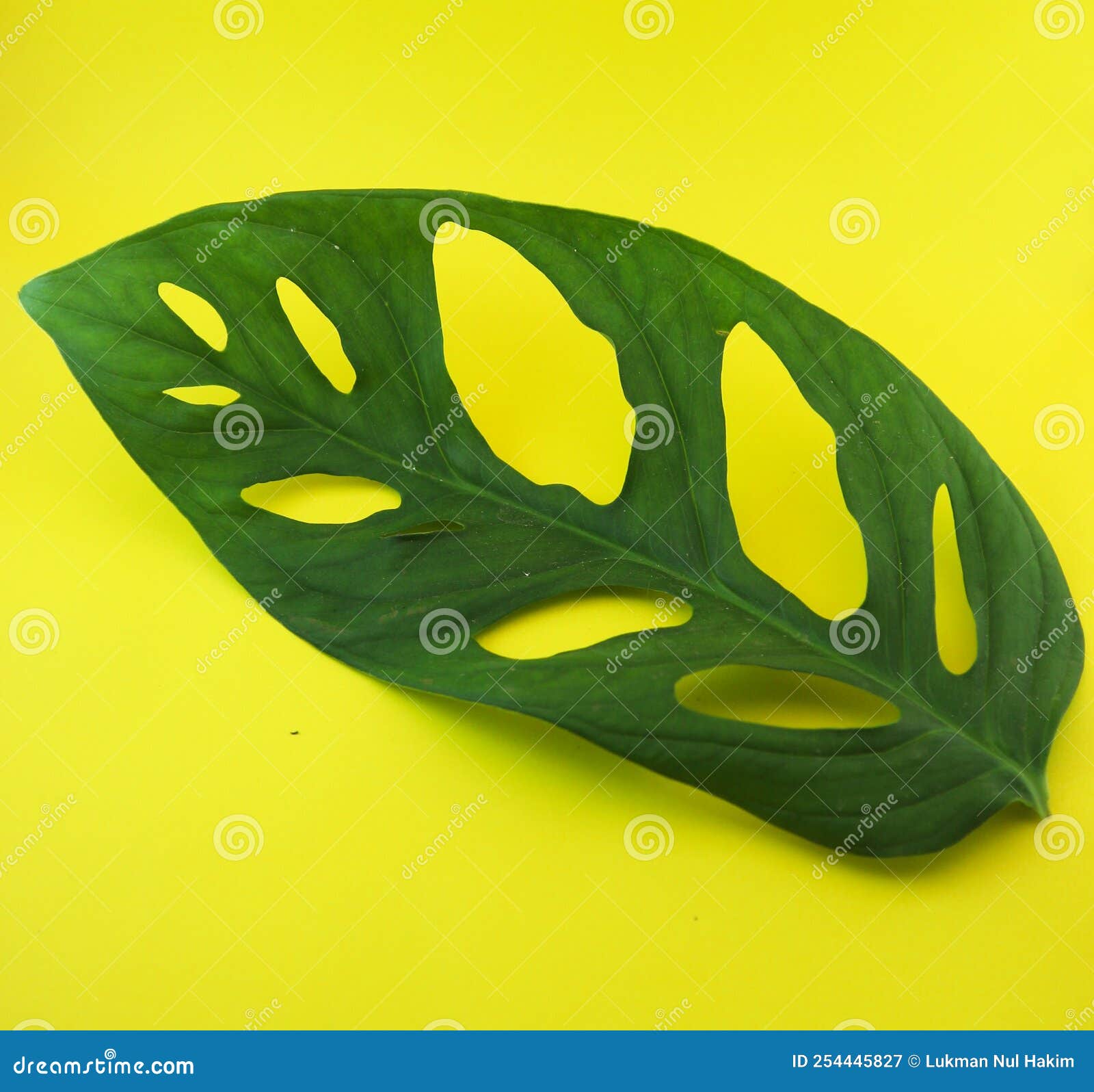 Swiss Cheese Plant Leaf (Monstera Adansonii) Stock Image Image of