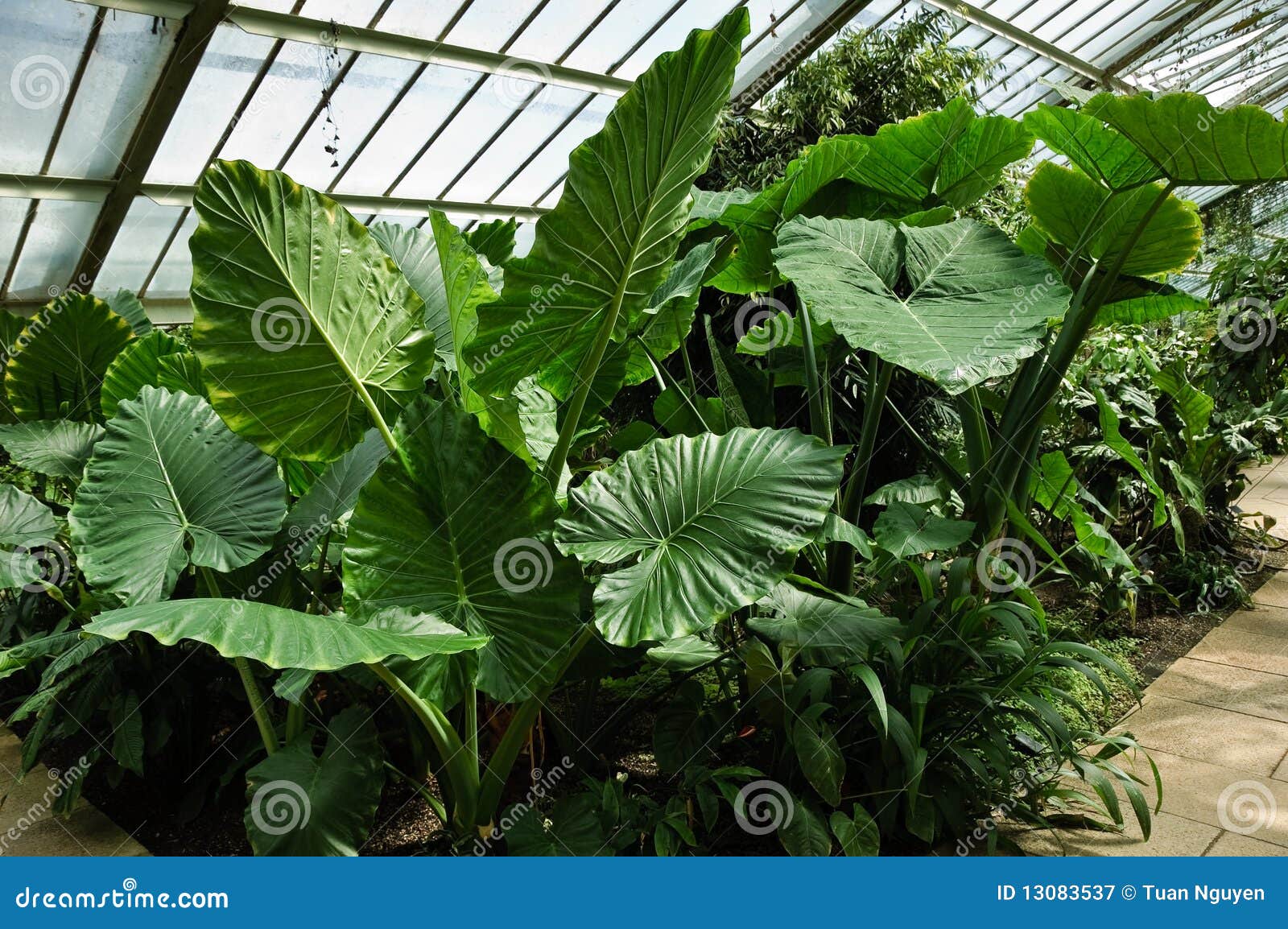 Swiss cheese plants stock image. Image of plant, luxuriant 13083537