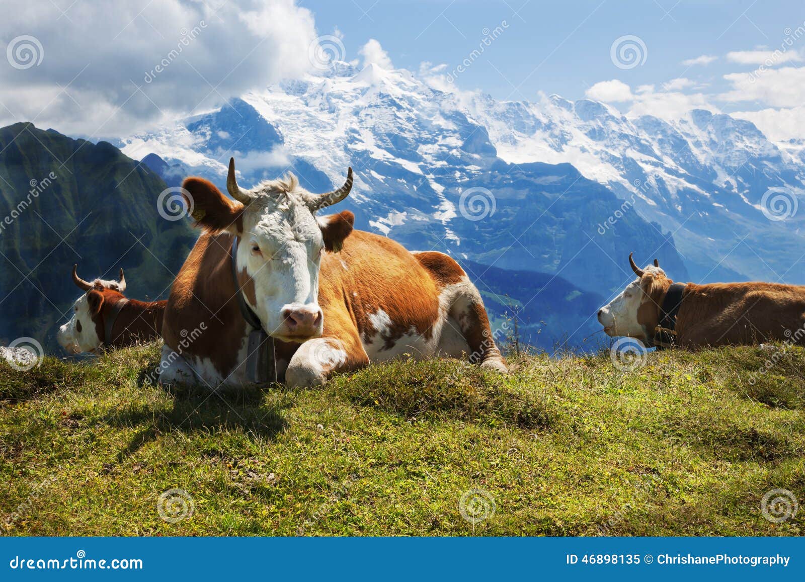 swiss cows at rest on schynige platte, switzerland