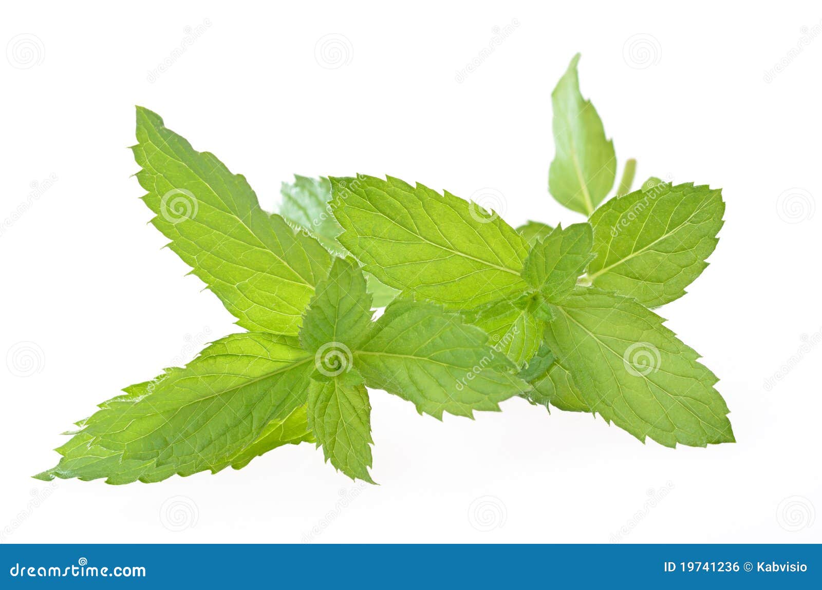 Swiss mint stock photo. Image of cutting, flavorful, leaf 19741236