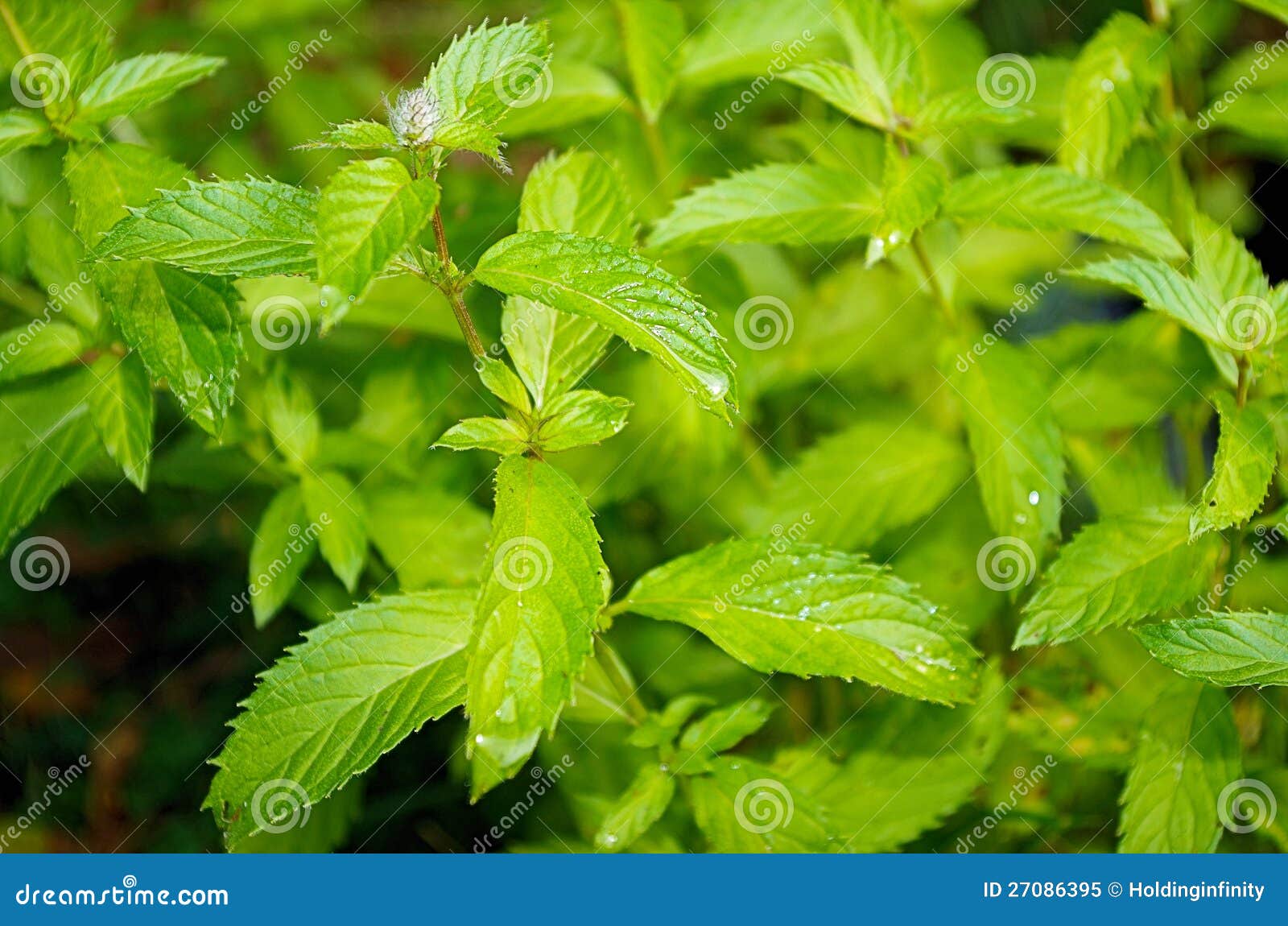 Swiss Mint Plant Stock Photos Free & RoyaltyFree Stock Photos from