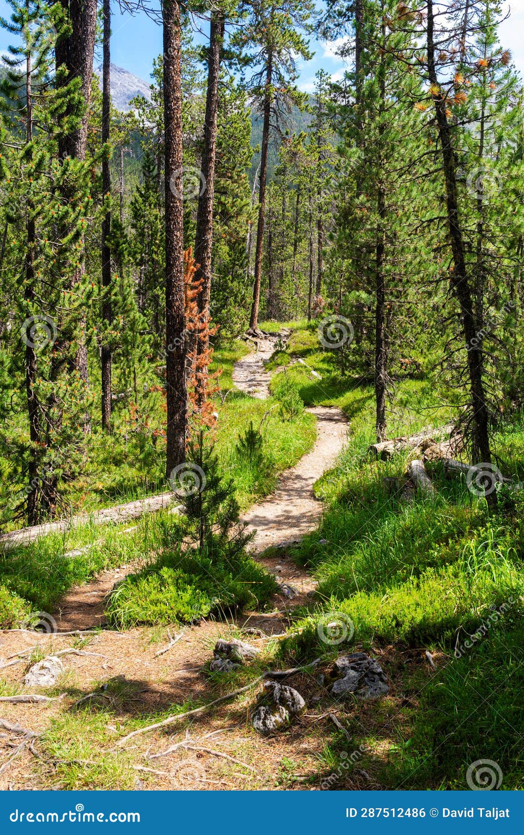 Swiss National Park Parc Naziunal Svizzer Stock Photo Image Of Mountains Trunks 287512486 Swiss National Park Parc Naziunal Svizzer Stock Photo Image Of Mountains Trunks 287512486
