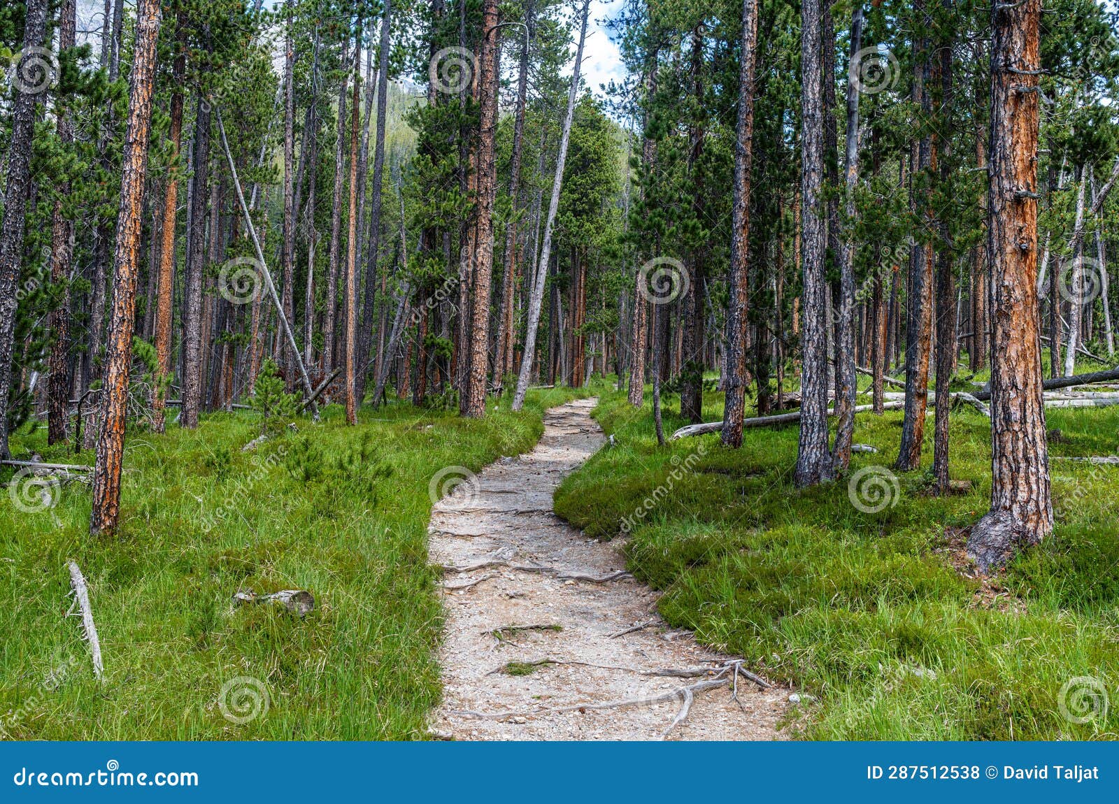 Swiss National Park Parc Naziunal Svizzer Stock Photo Image Of Ofenpass Path 287512538 Swiss National Park Parc Naziunal Svizzer Stock Photo Image Of Ofenpass Path 287512538