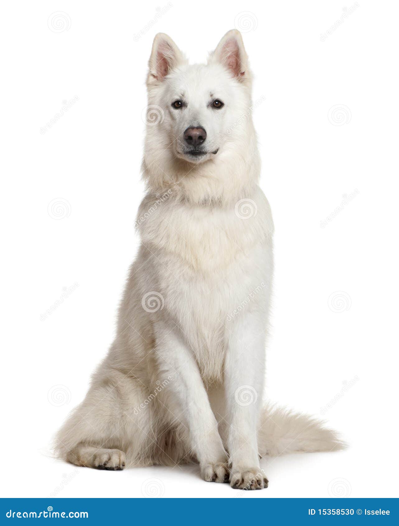 Swiss Shepherd Dog, 3 Years, Sitting Stock Photo - Image of studio ...