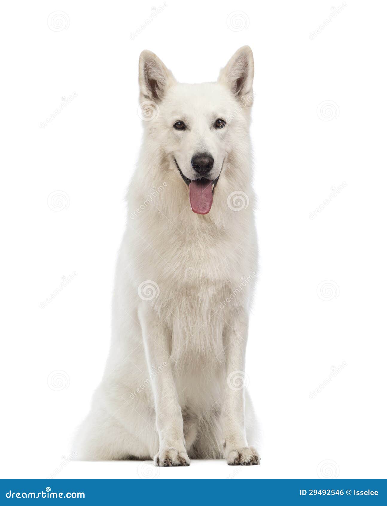 Swiss Shepherd Dog, 5 Years Old, Sitting, Panting And Looking At The ...