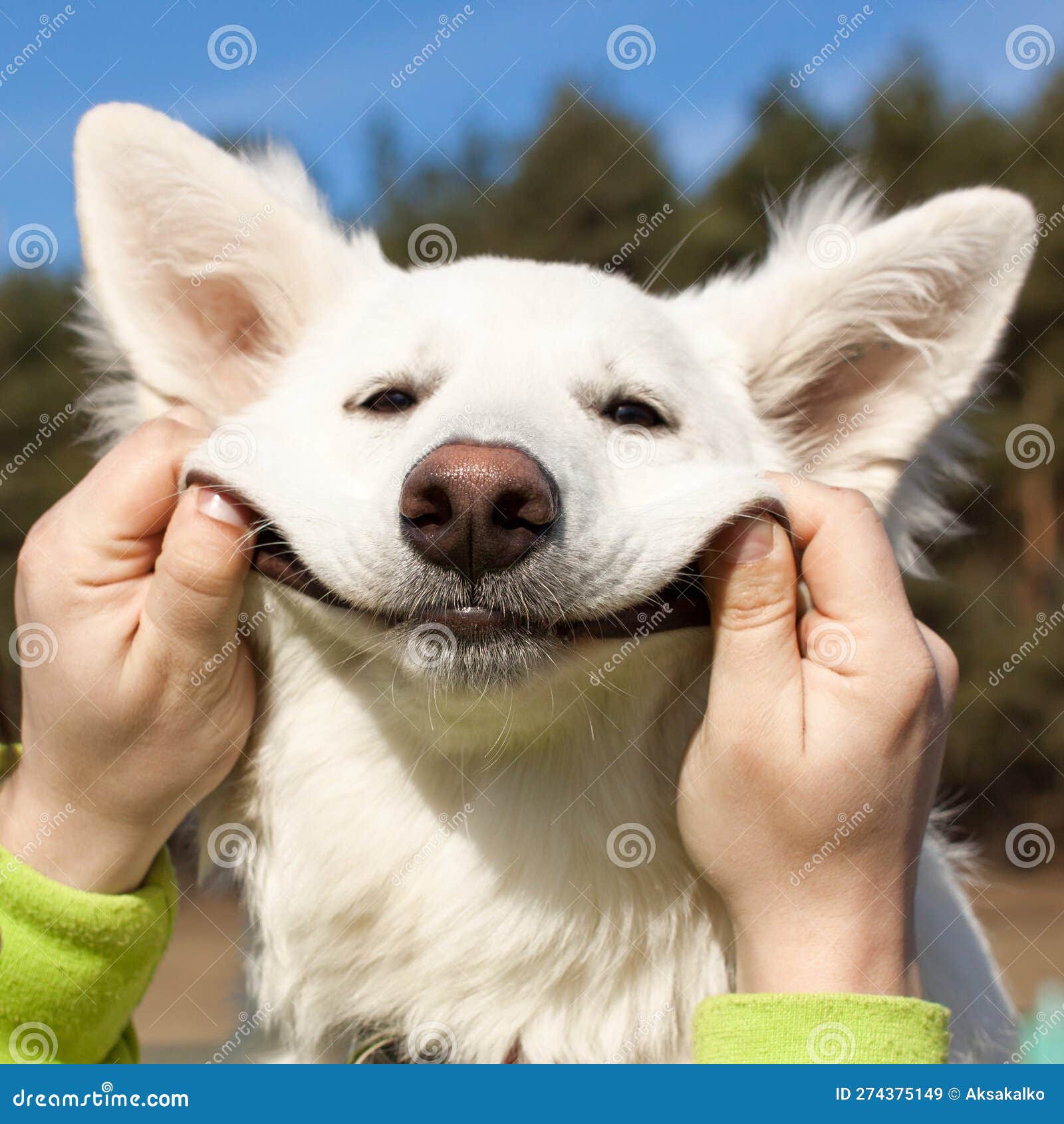 Swiss Shepherd dog smiles stock image. Image of outside - 274375149