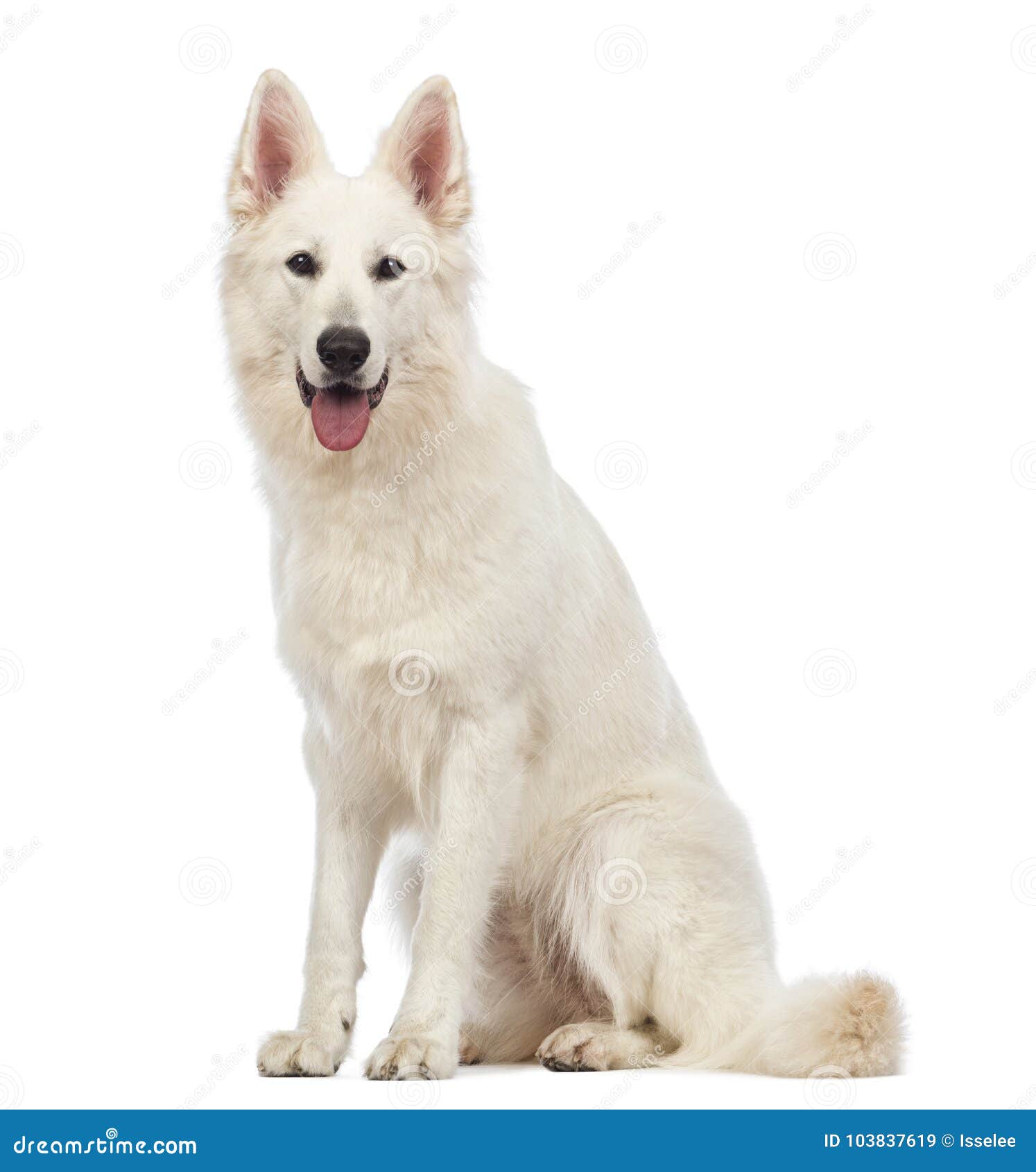 Swiss Shepherd Dog, 5 Years Old, Sitting, Panting and Looking at Stock ...