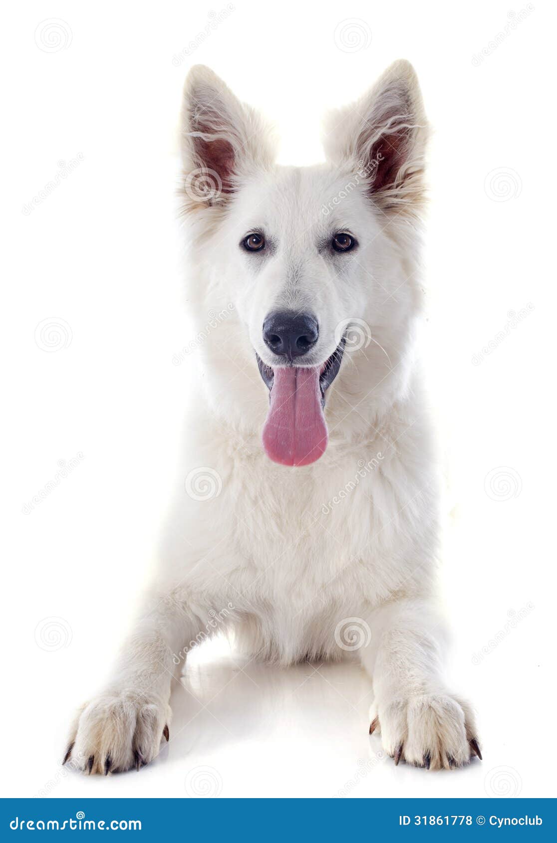 Swiss Shepherd Royalty Free Stock Photos - Image: 31861778