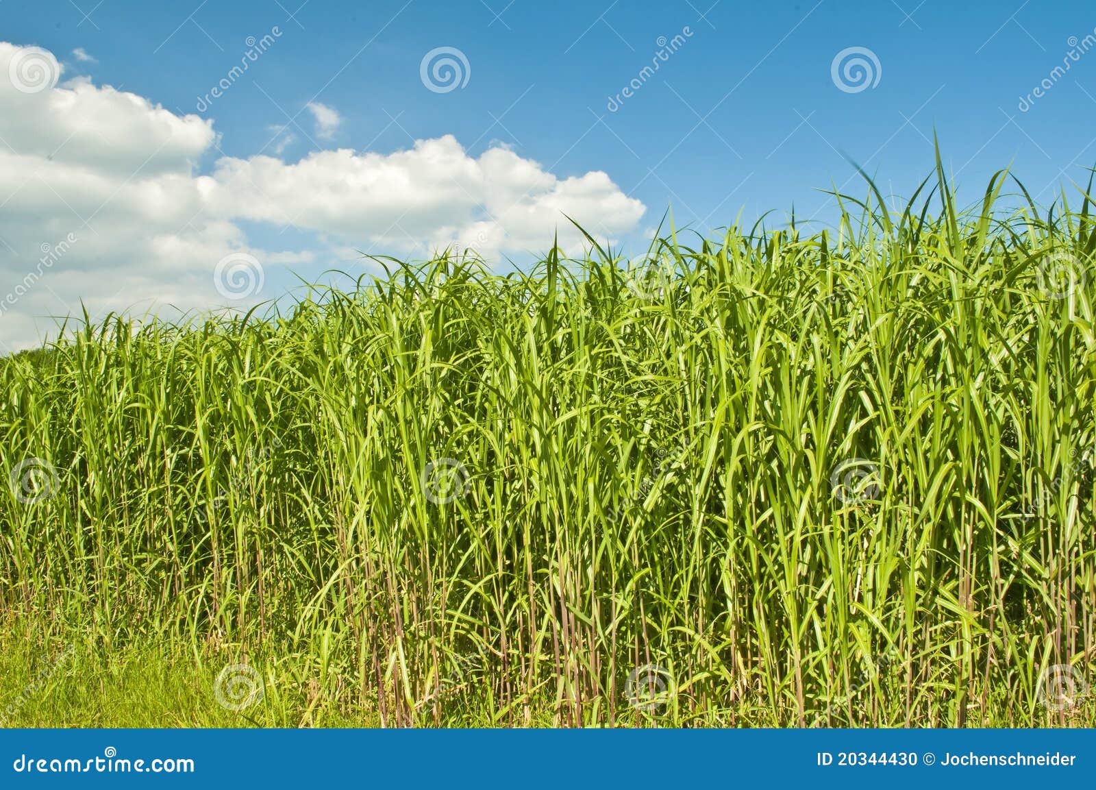 Switch grass stock photo. Image of diesel, fuel, miscanthus 20344430