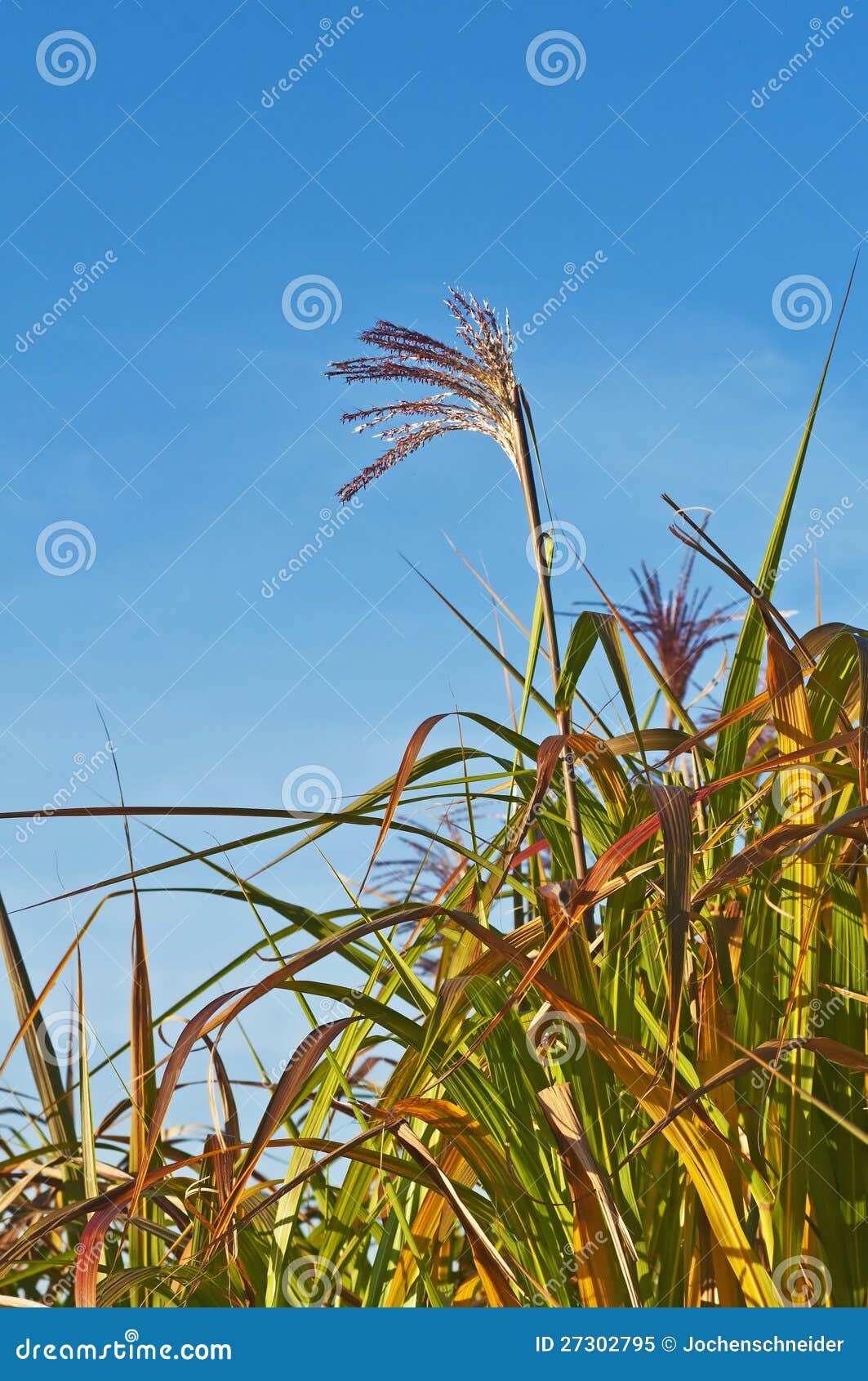 Switch grass stock image. Image of fuel, blooming, switchgrass 27302795