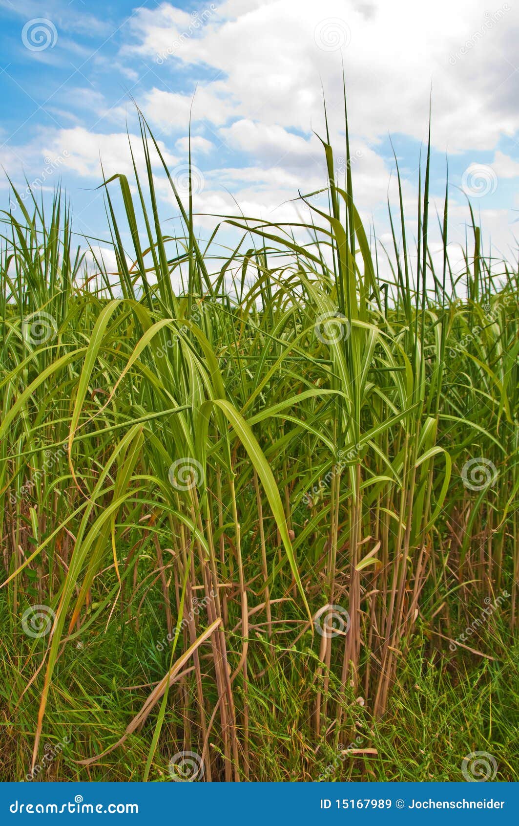 Switchgrass stock image. Image of energy, fuel, heating 15167989