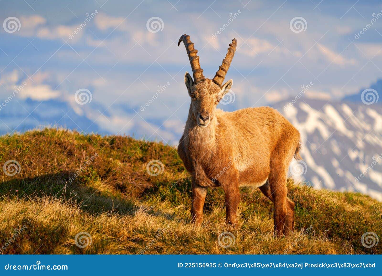 Switzerland Wildlife. Ibex, Capra Ibex, Horned Alpine Animal with Rocks in  Background, Animal in the Stone Nature Habitat, Alps Stock Image - Image of  autumn, horned: 225156935