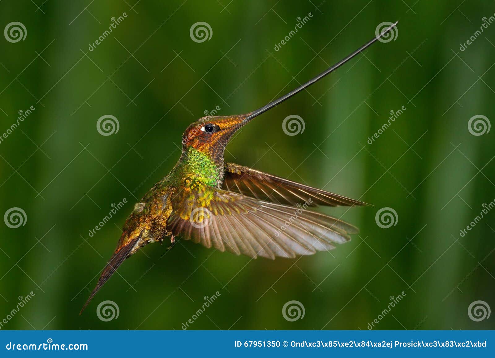 sword-billed hummingbird, ensifera ensifera, it is noted as the only species of bird to have a bill longer than the rest of its bo