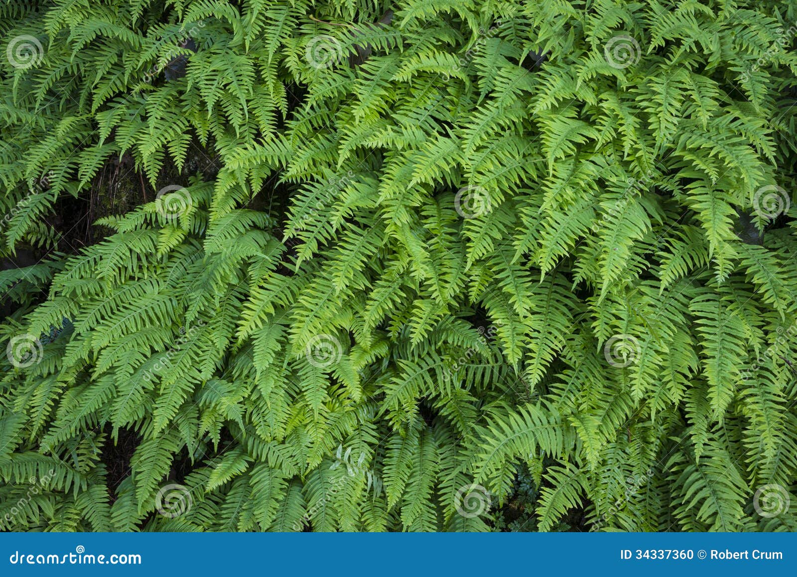 sword ferns