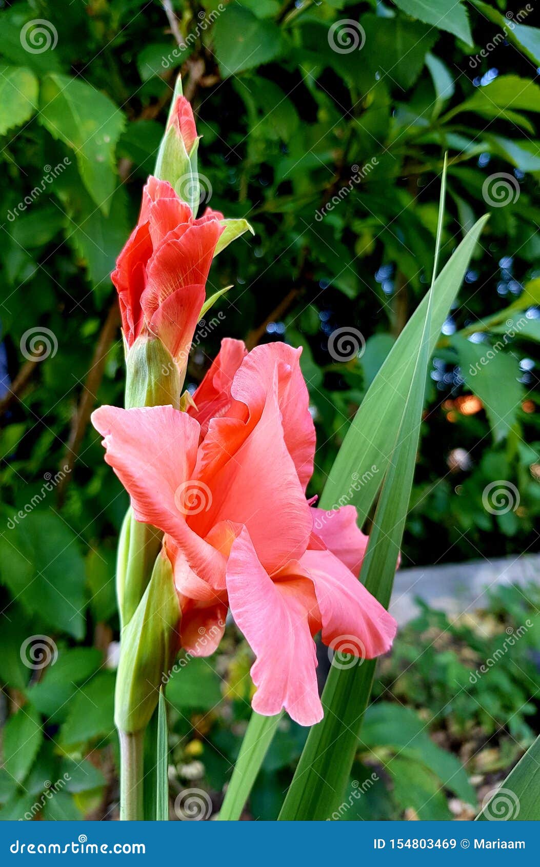 sword lily also called gladioli. gladiolus flower blossoms.