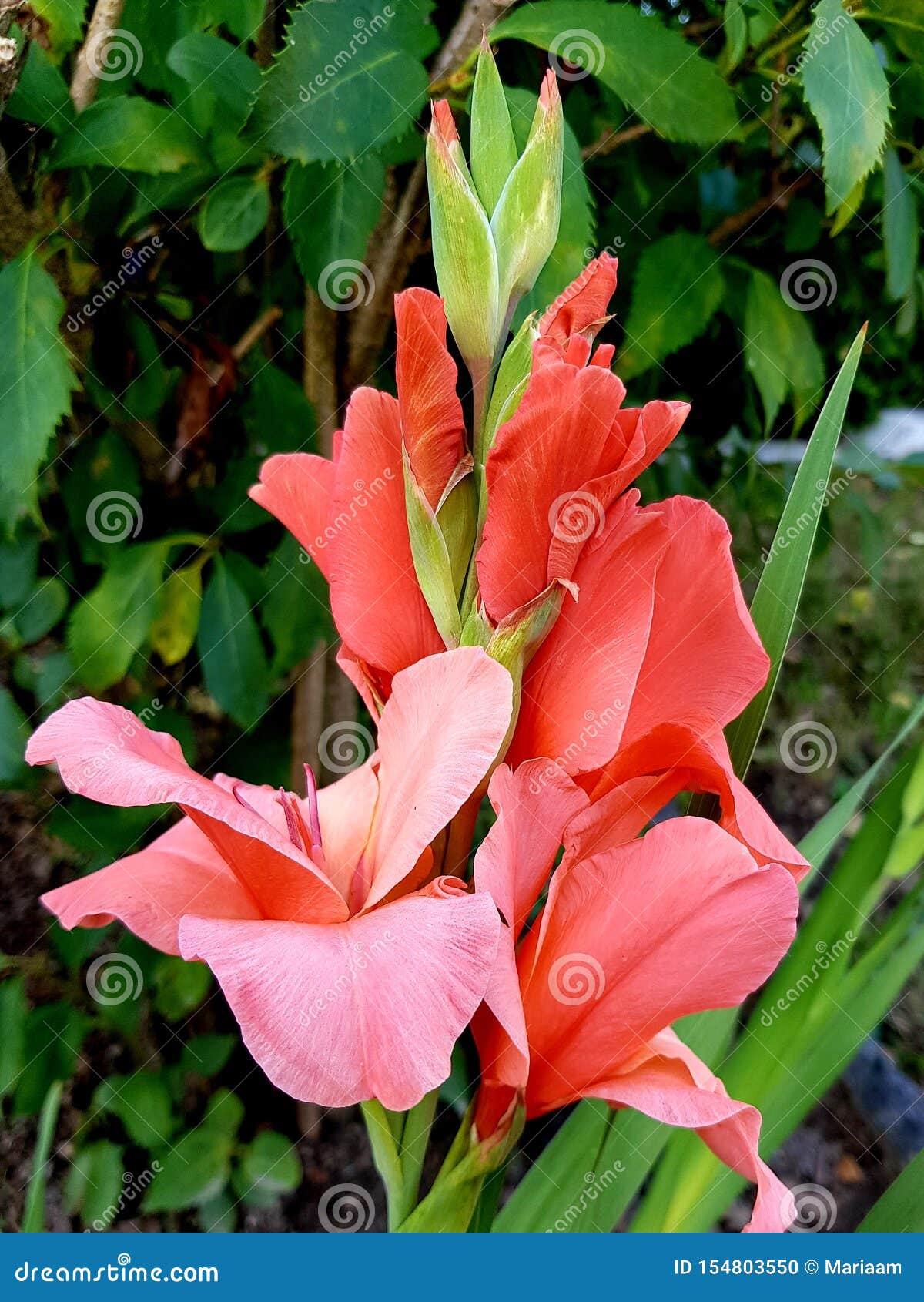 sword lily also called gladioli. gladiolus flower blossoms.