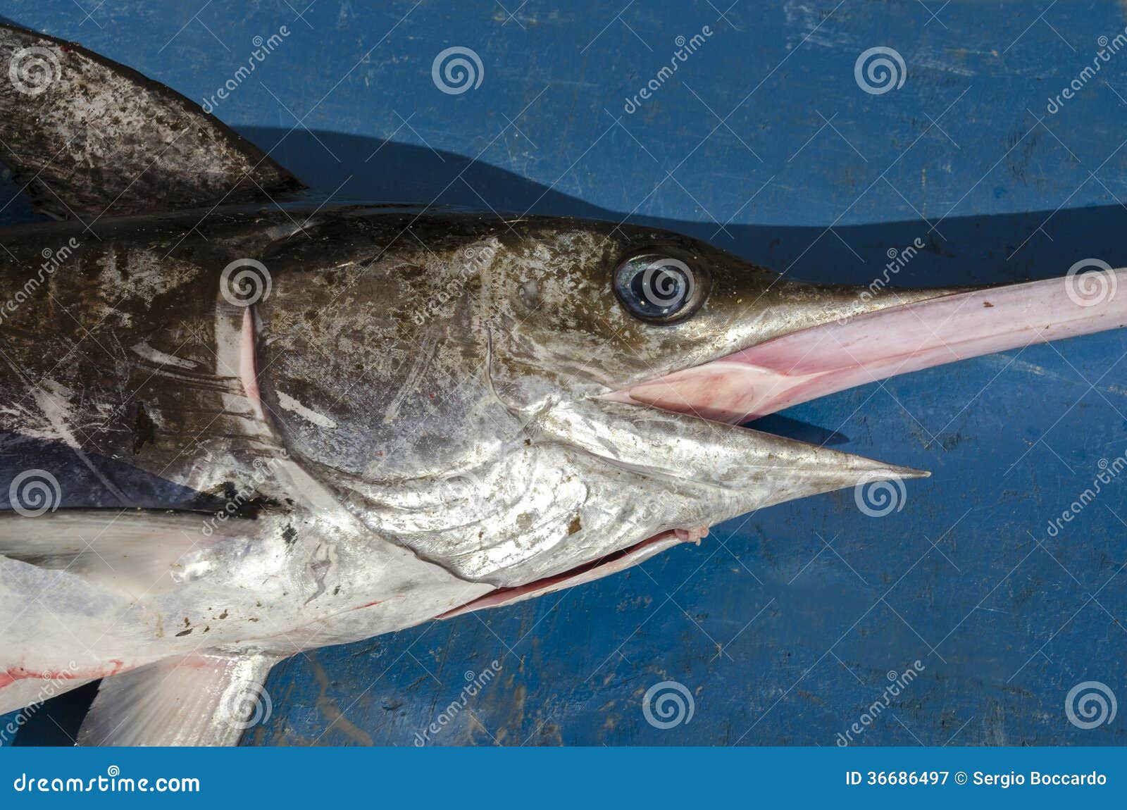 Swordfish stock image. Image of sword, fish, italy, mouth 36686497