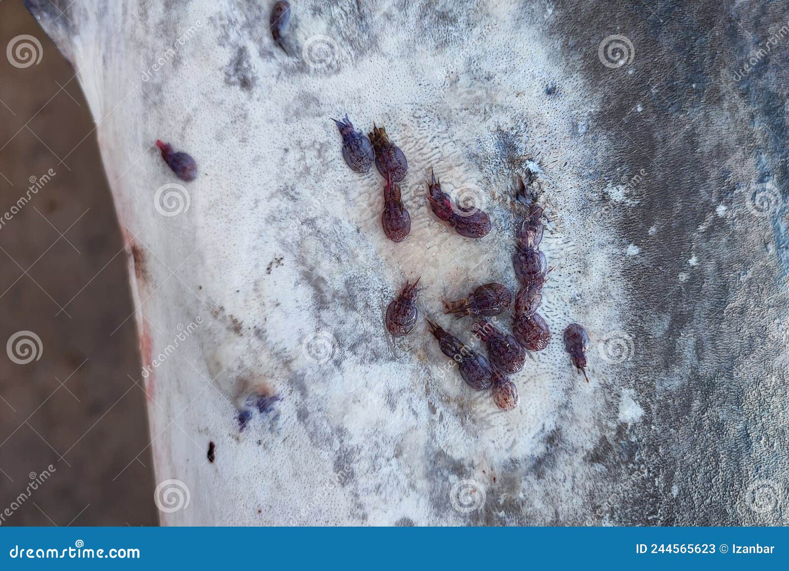 Swordfish External Parasites on the Skin Stock Image Image of pork