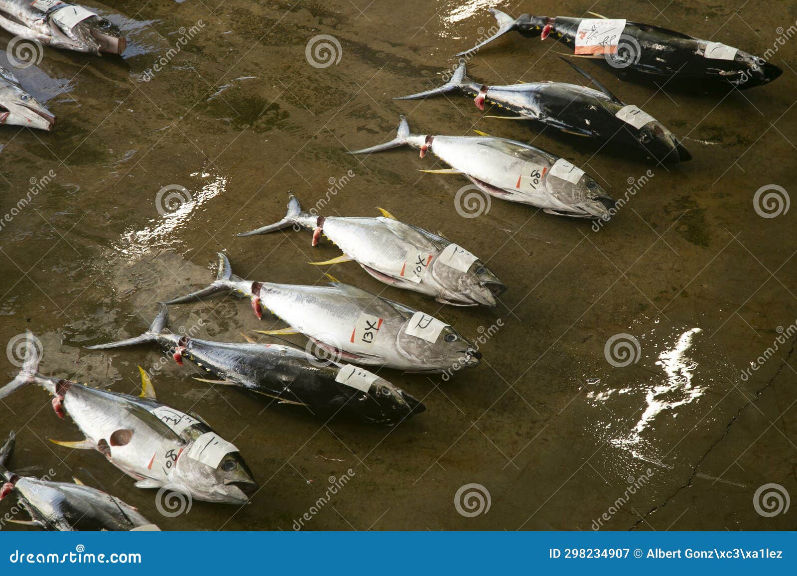 Swordfish Tale Tuna and Other Catch at Fish Auction Stock Image Image