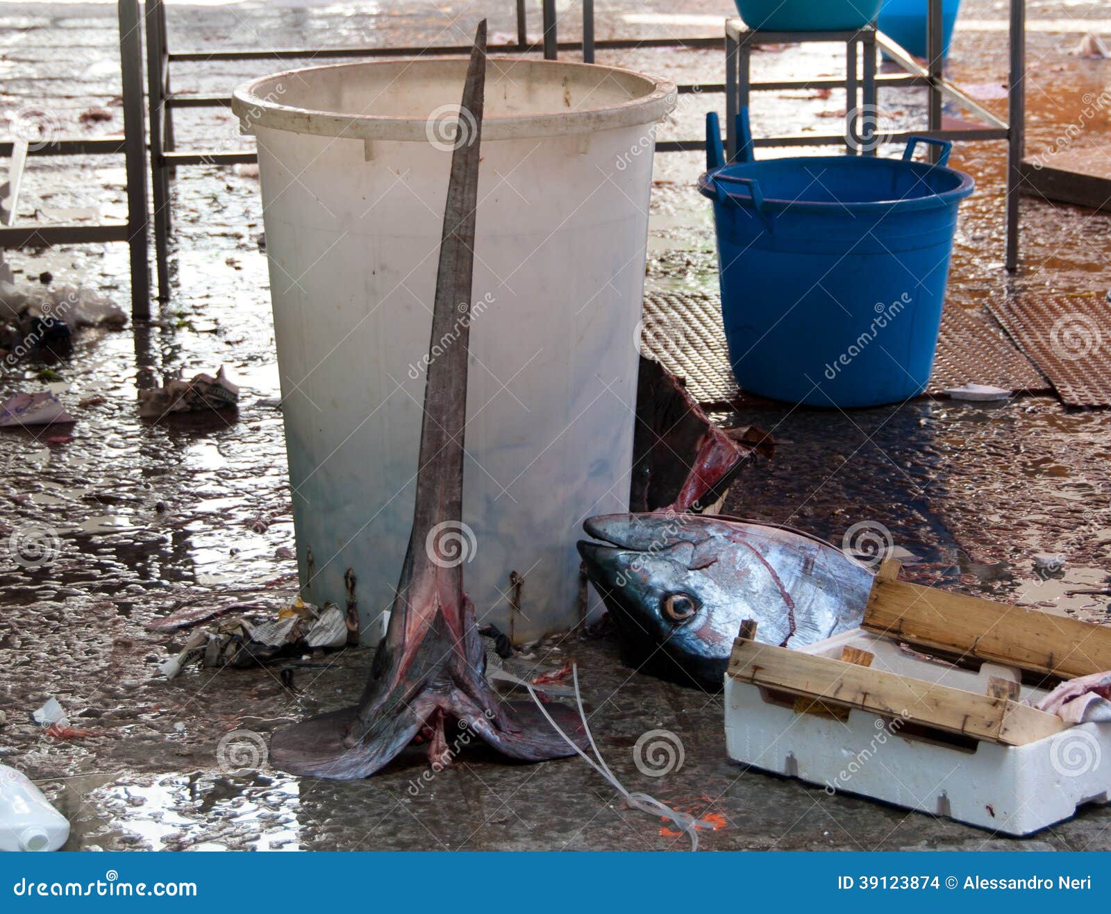 Swordfish Cleaning Stock Photos Free & RoyaltyFree Stock Photos from