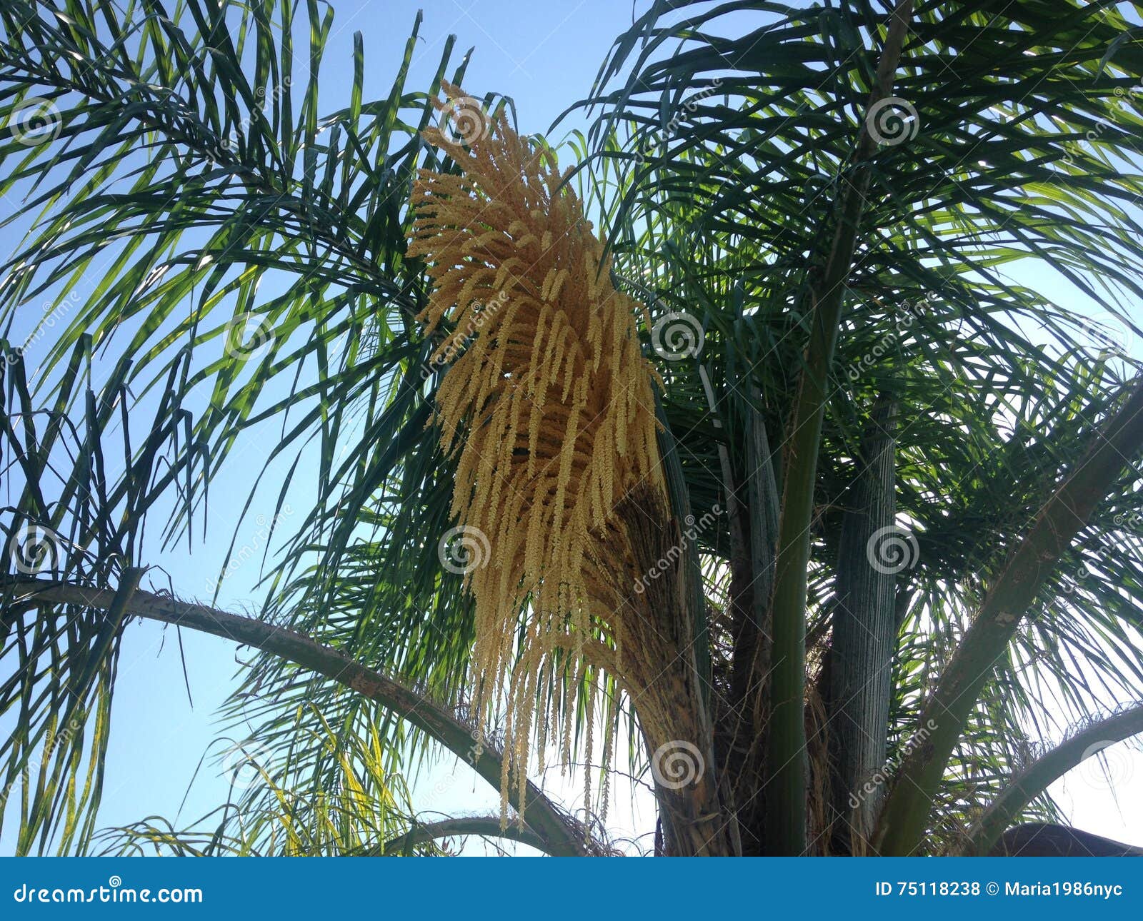 syagrus romanzoffiana palm tree blossoming in bright sunlight in south daytona in florida.