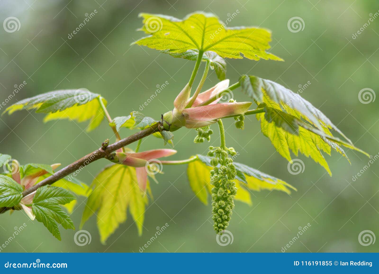 sycamore acer pseudoplatanus tree in flower
