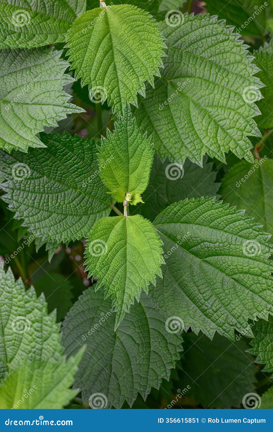 sycamore-leaved false nettle kirilow boehmeria platanifolia, lushan china