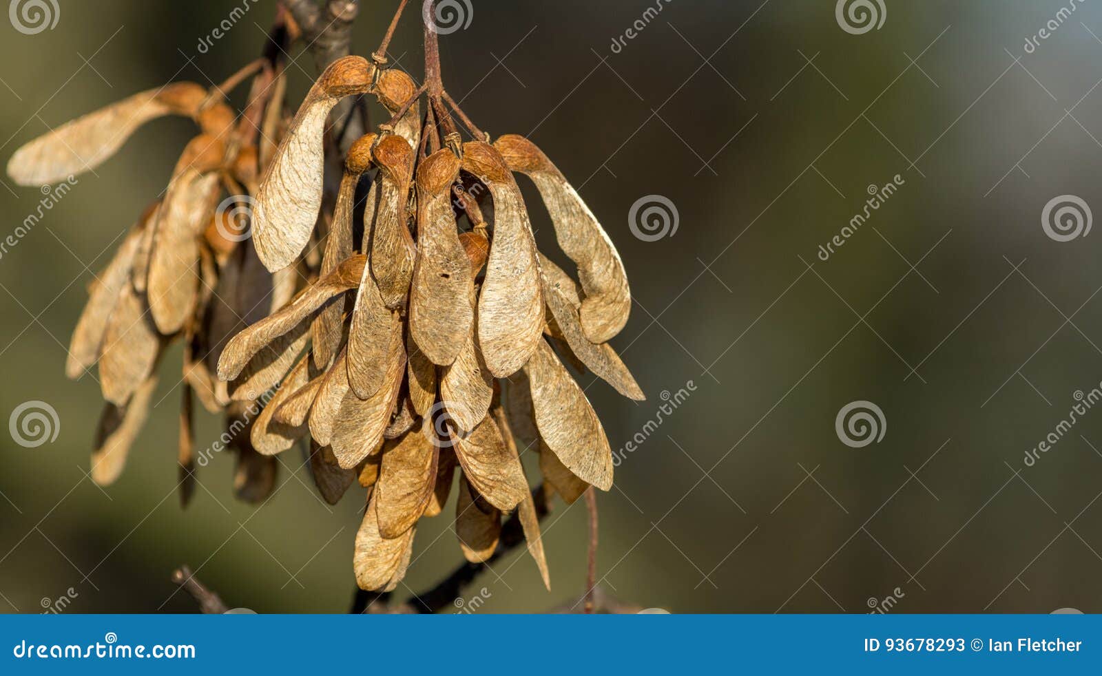 Sycamore Seeds Stock Image Image Of Culcheth Ready Sycamore Seeds Stock Image Image Of Culcheth Ready
