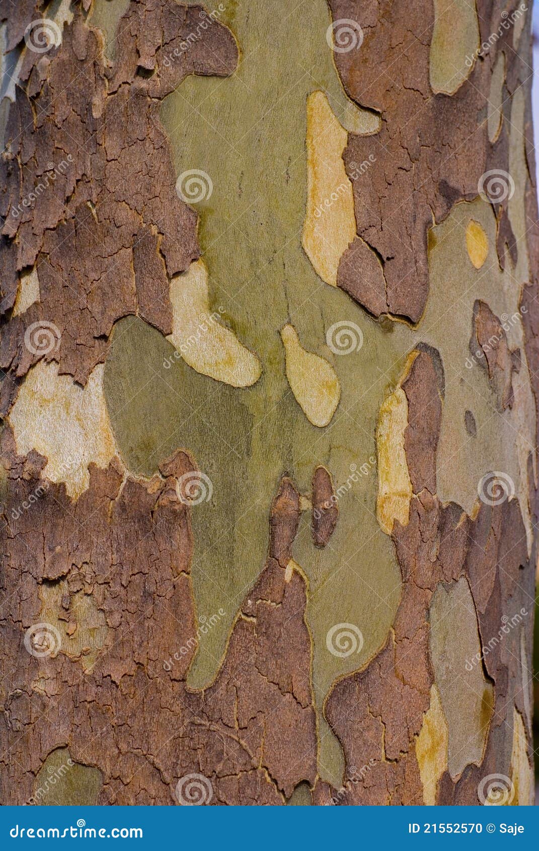 Sycamore Tree Bark Stock Photo Image Of Exterior Beige Sycamore Tree Bark Stock Photo Image Of Exterior Beige