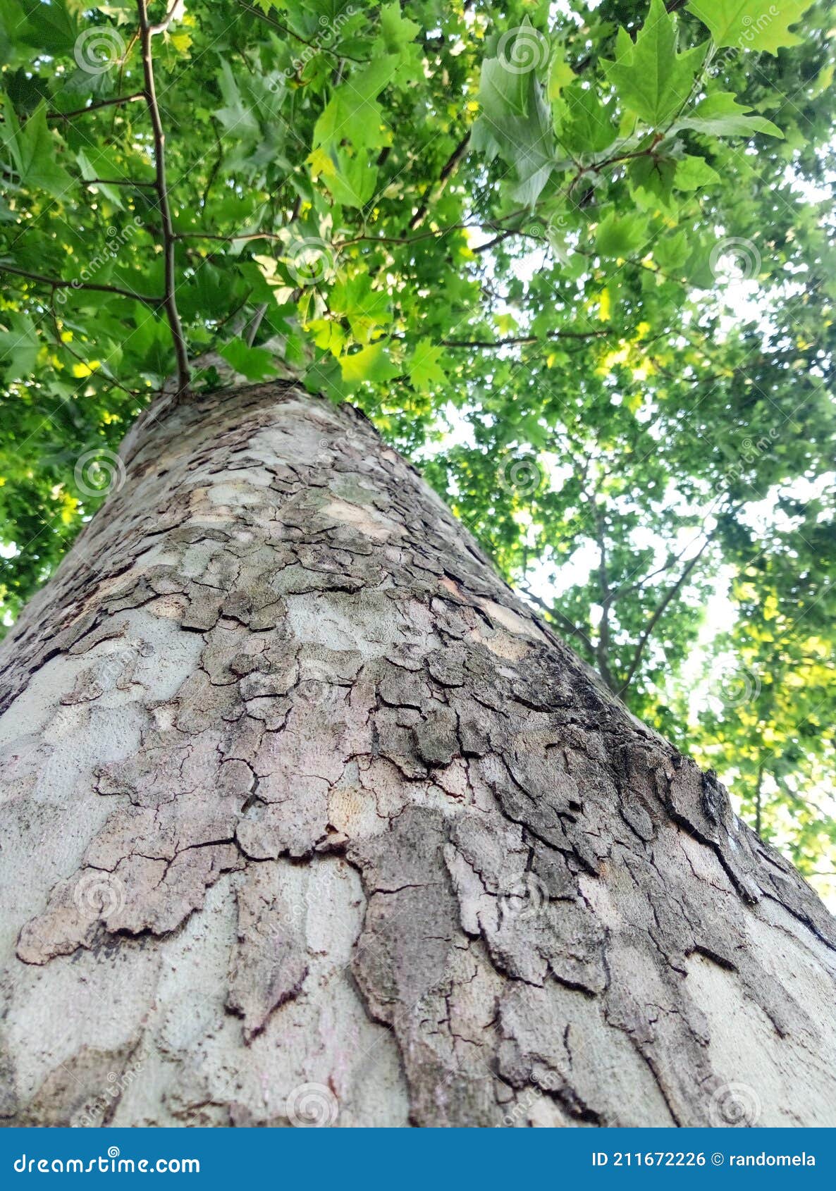 Sycamore Tree Bark Texture With Green Leaves Stock Photo Image Of Color Green Sycamore Tree Bark Texture With Green Leaves Stock Photo Image Of Color Green