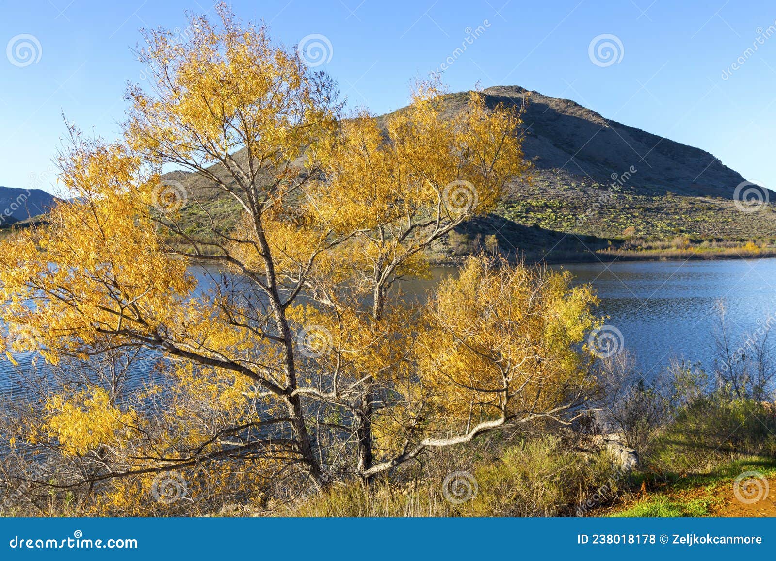 sycamore tree with yellow leafs, scenic lake hodges and bernardo mountain