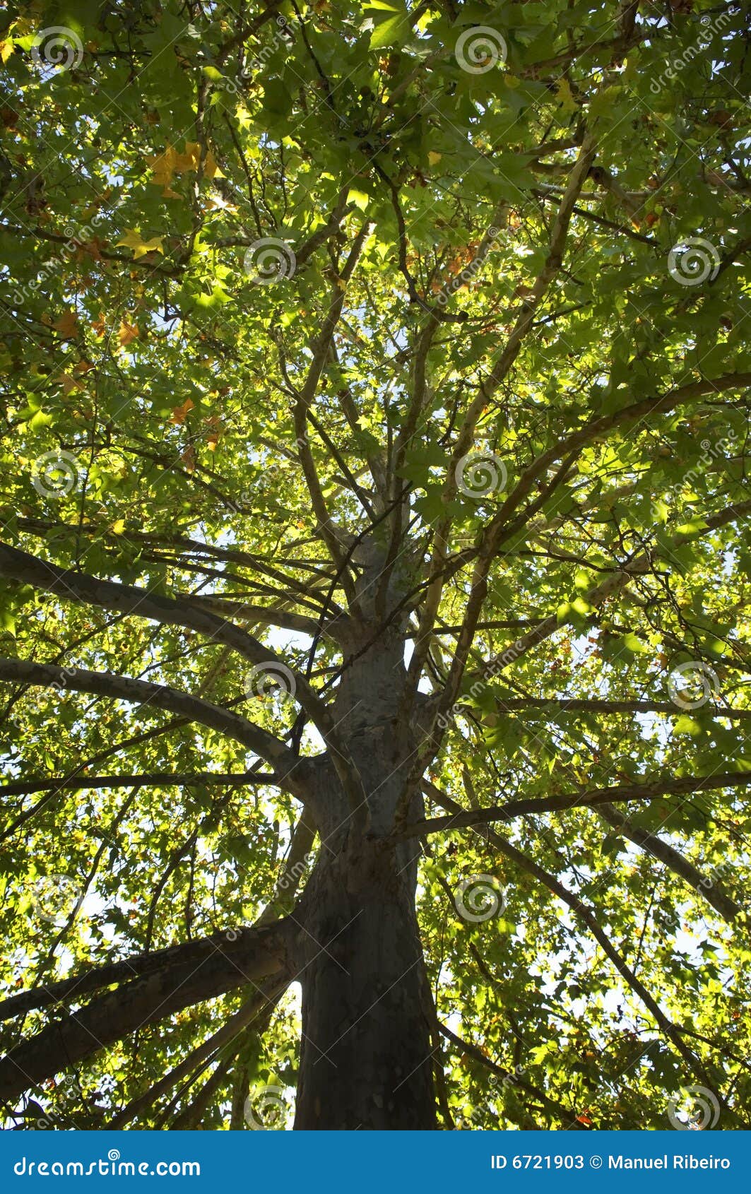 sycamore treetop