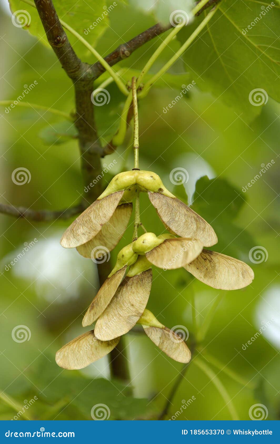 Sycamore stock photo. Image of british, britain, autumn 185653370