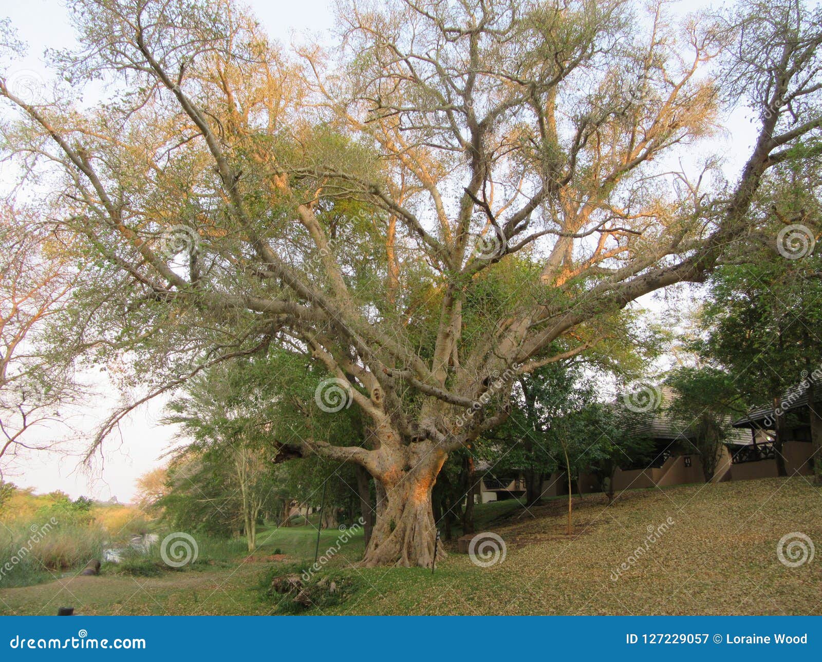 Sycomore Tree stock image. Image of tree, lowveld, river - 127229057