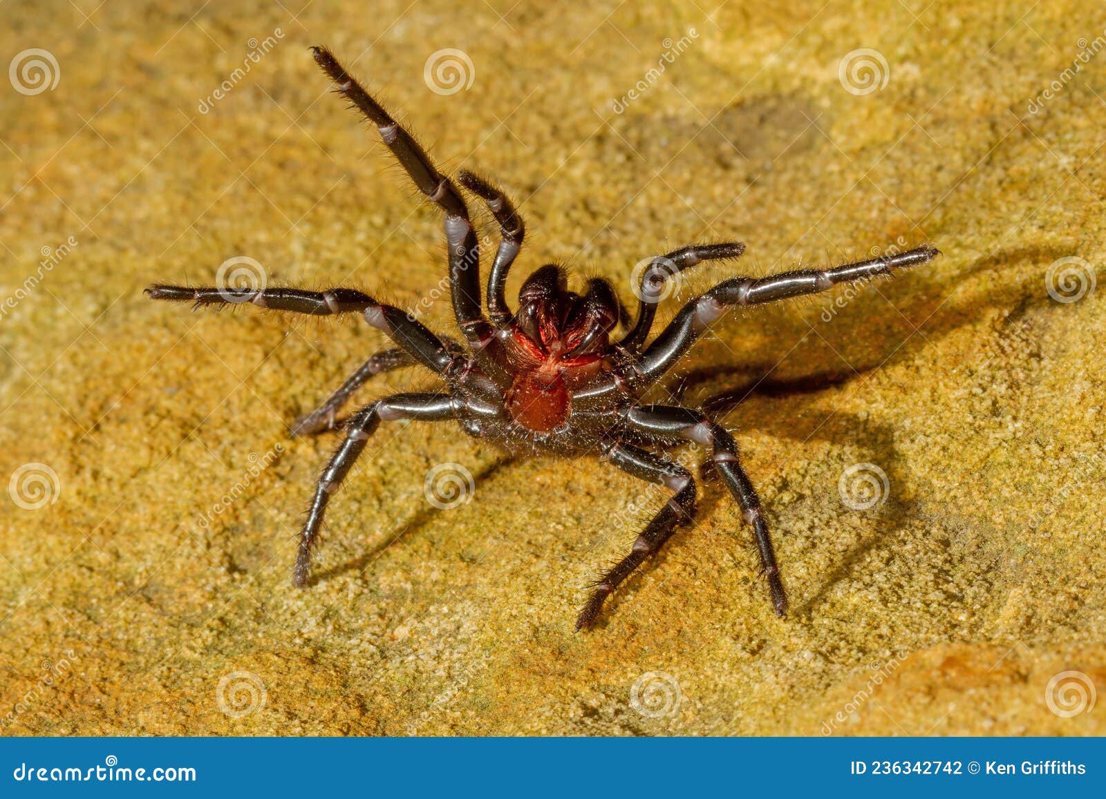 Sydney FunnelWeb Spider stock photo. Image of spider 236342742