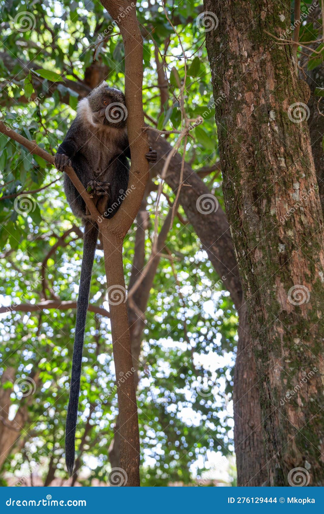 Syke Monkey Sits In The Tree In Nairobi Kenya Africa Stock Photo