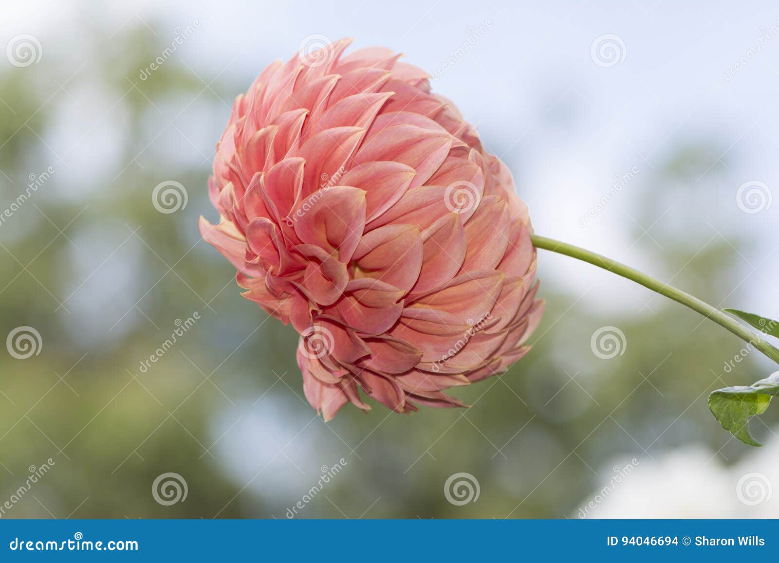 Sylvia Craig Hunter Dahlias - Vista Lateral Con El Fondo Del Cielo Foto