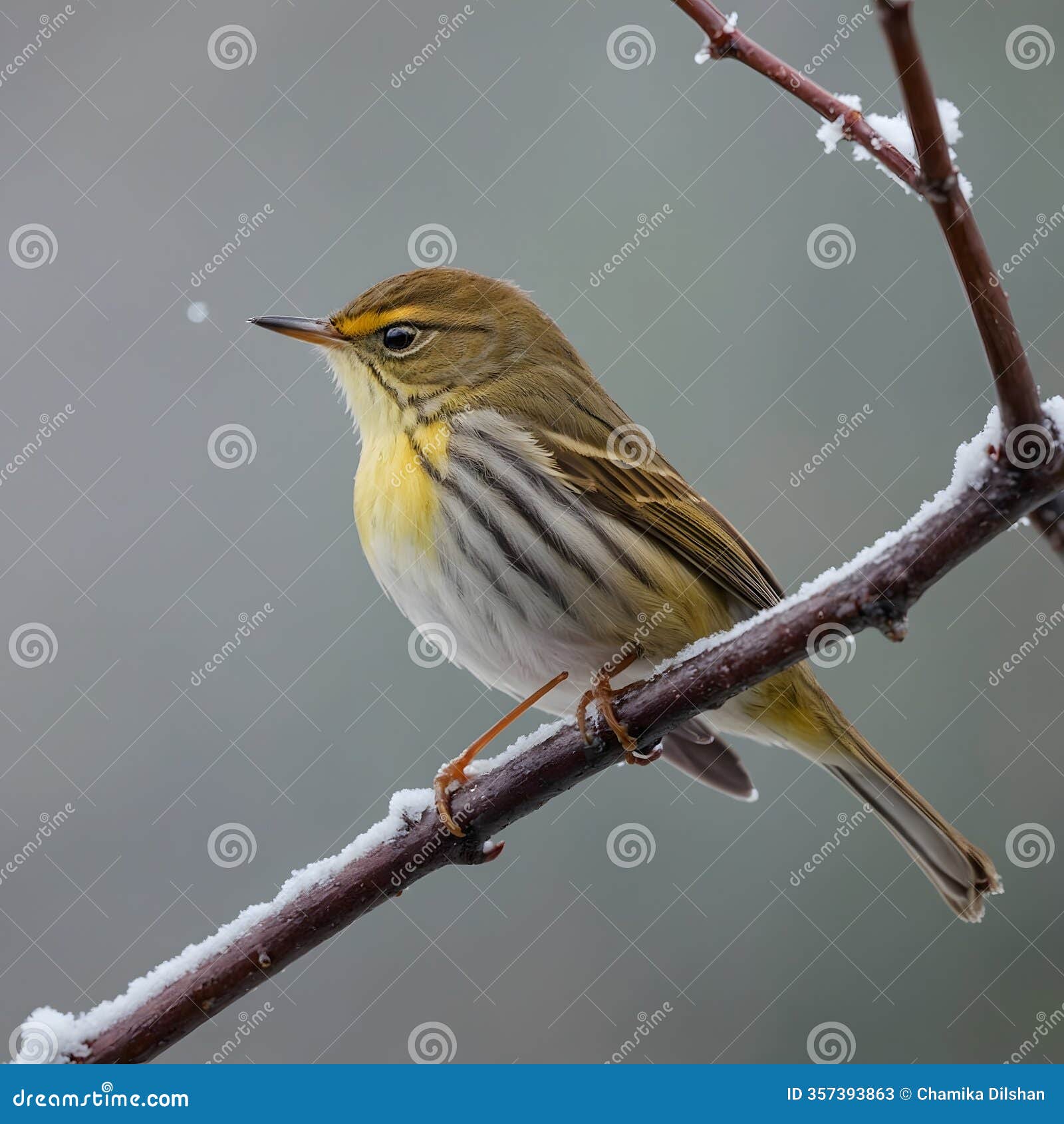 sylviid warbler perched against a frosty winter scene
