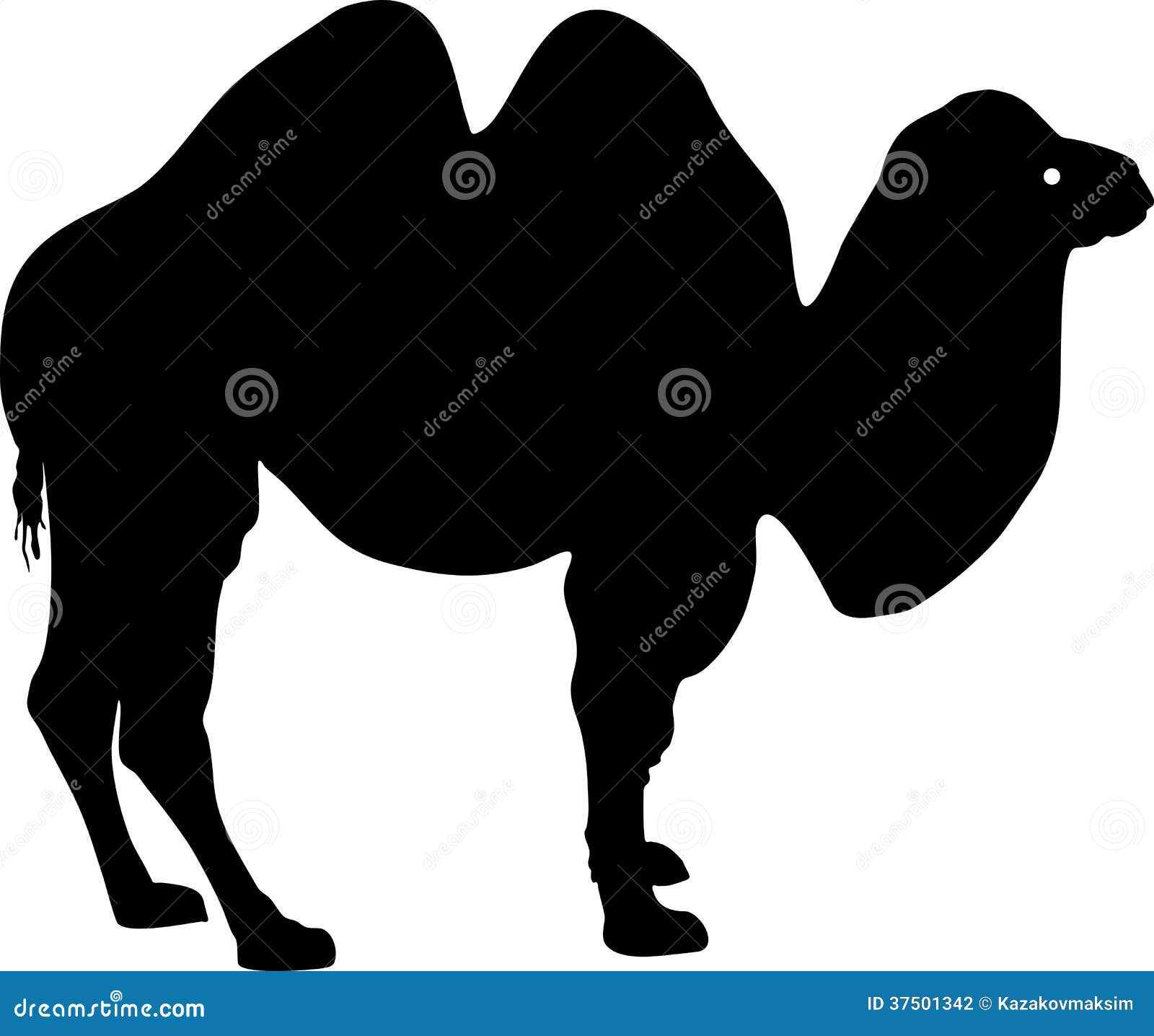 Sylwetka Bactrian wielbłąd (Camelus bactrianus)