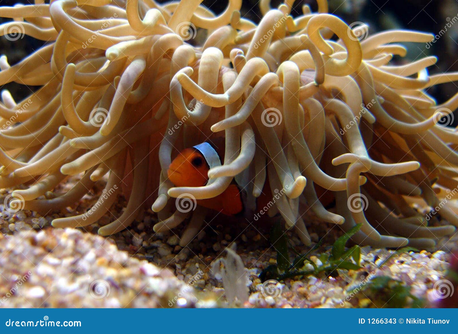 Symbiose Stockfotos - Bild: 1266343