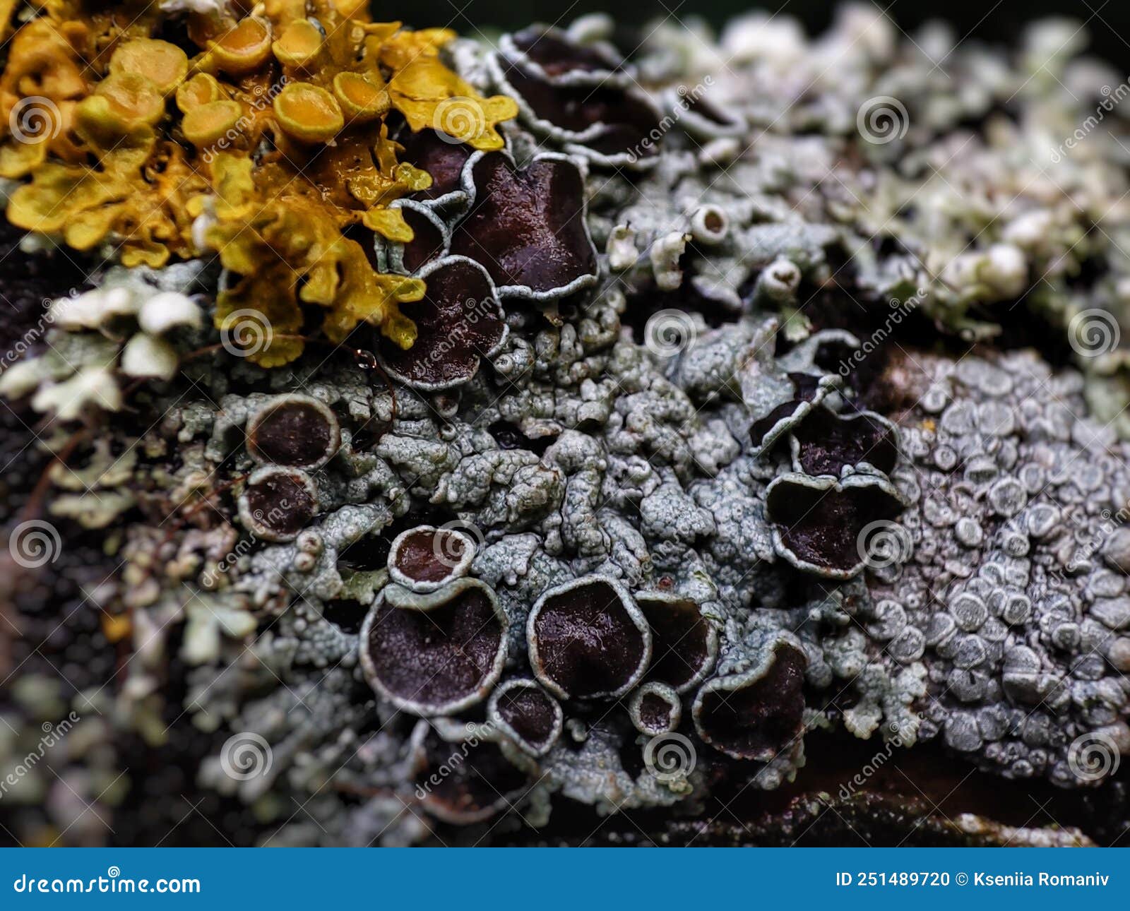 C EST QUOI UN LICHEN visual data 6