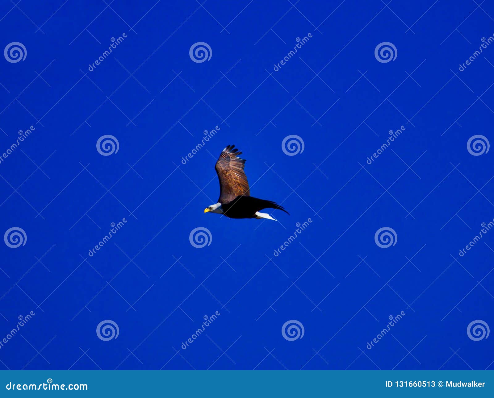 majestic bald eagle above the colorado river