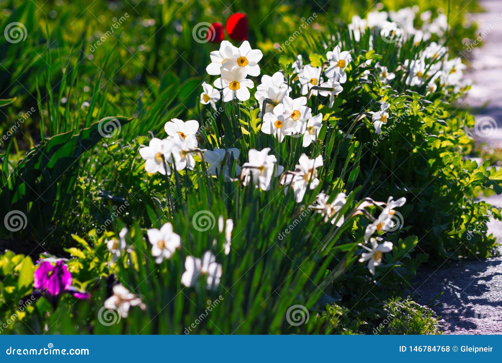 Symbol of Spring Revival and False Pride ï¿½ Narcissus Flowers ...