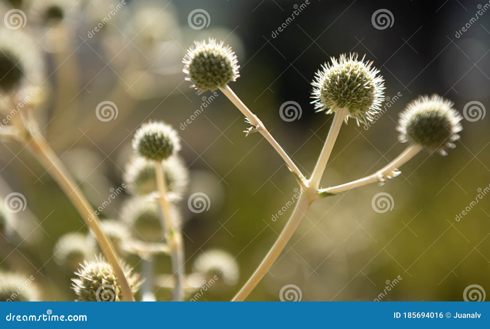 A symbol of victory stock photo. Image of competitive 185694016